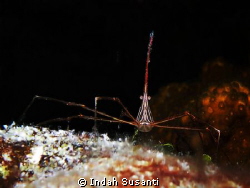 Spider crab at Maria la Gorda, Cuba by Indah Susanti 